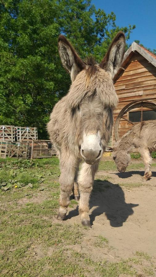 Muntershof Villa Velzeke-Ruddershove Kültér fotó
